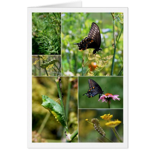 Black Swallowtail Butterfly Lifecycle Collage (Devant)