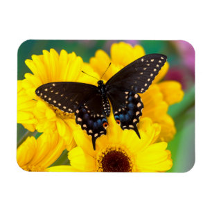 Black Swallowtail butterfly Magneet