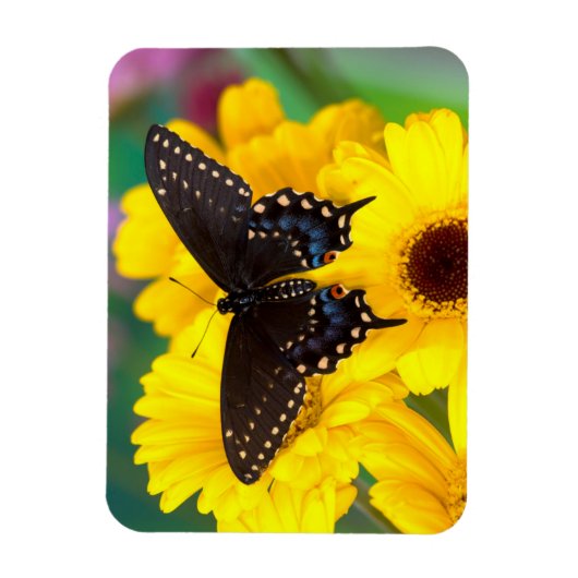 Black Swallowtail butterfly Magneet (Verticaal)
