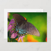 Black Swallowtail Butterfly, Ohio Briefkaart (Voorkant / Achterkant)