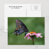 Black Swallowtail Butterfly op Coneflower Briefkaa Briefkaart (Voorkant / Achterkant)