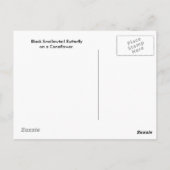 Black Swallowtail Butterfly op Coneflower Briefkaa Briefkaart (Achterkant)