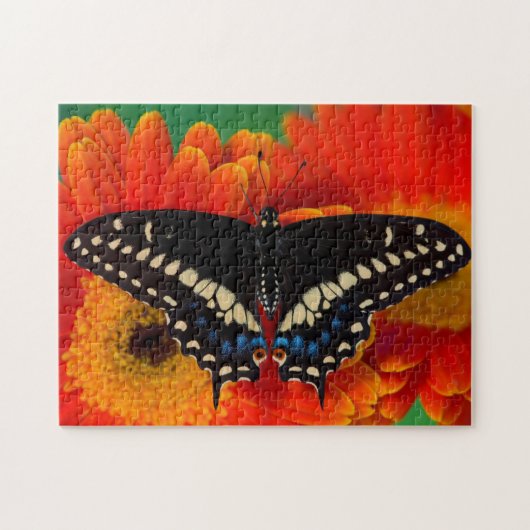 Black Swallowtail Butterfly op Gerberia Daisy Legpuzzel (Horizontaal)