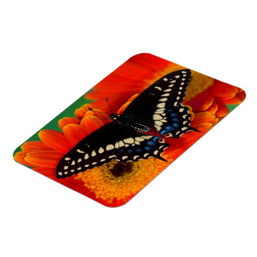 Black Swallowtail Butterfly op Gerberia Daisy Magneet (Linkerzijde)
