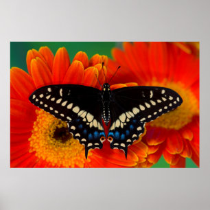Black Swallowtail Butterfly op Gerberia Daisy Poster