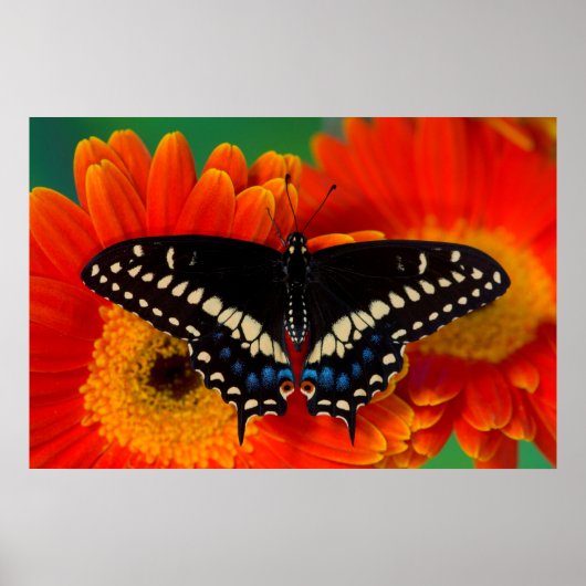 Black Swallowtail Butterfly op Gerberia Daisy Poster (Voorkant)