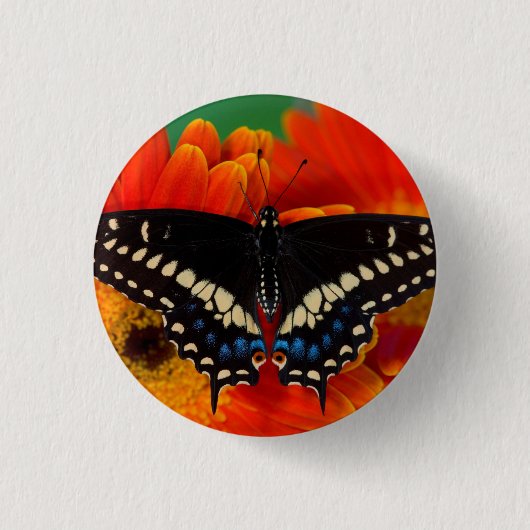 Black Swallowtail Butterfly op Gerberia Daisy Ronde Button 3,2 Cm (Voorkant)