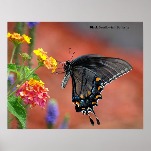 Black Swallowtail Butterfly Poster (Voorkant)