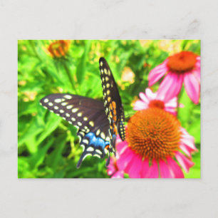 Black Swallowtail Butterfly roze Echinacea Flowers Briefkaart