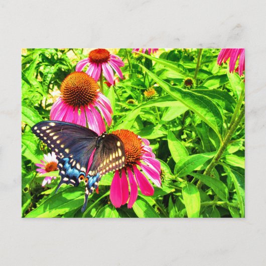 Black Swallowtail Butterfly roze Echinacea Flowers Briefkaart (Voorkant)