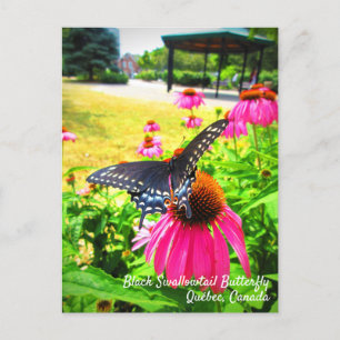 Black Swallowtail Butterfly roze Echinacea Flowers Briefkaart