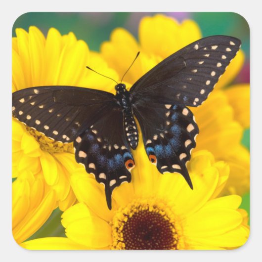 Black Swallowtail butterfly Vierkante Sticker (Voorkant)