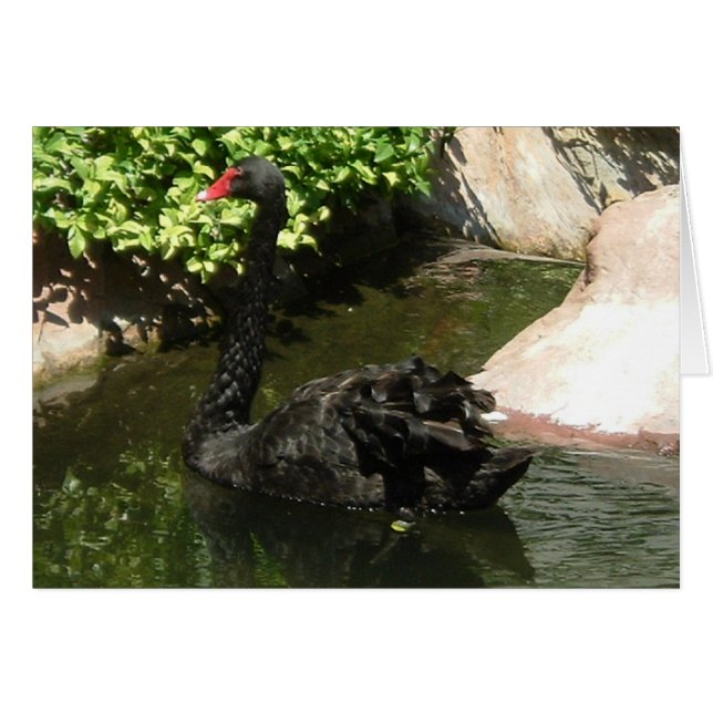 Black Swan (Voorkant Horizontaal)