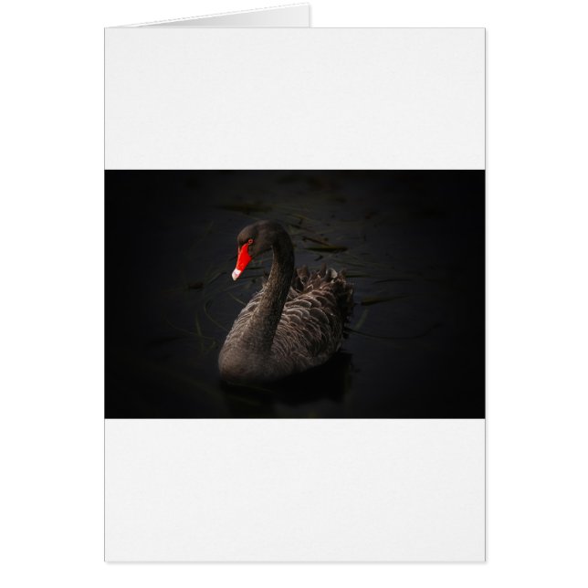 Black Swan (Voorkant)