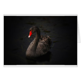 Black Swan