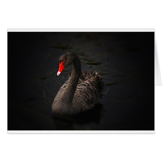Black Swan (Voorkant Horizontaal)