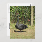 Black Swan Briefkaart (Voorkant / Achterkant)