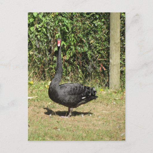 Black Swan Briefkaart (Voorkant)