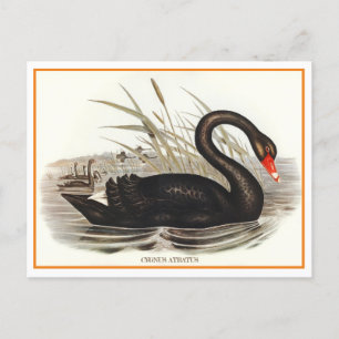 Black Swan  Briefkaart