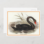 Black Swan  Briefkaart (Voorkant / Achterkant)