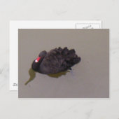 Black Swan Briefkaart (Voorkant / Achterkant)