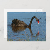 Black Swan Briefkaart (Voorkant / Achterkant)