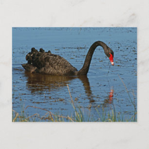 Black Swan Briefkaart