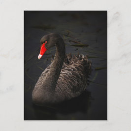 Black Swan Briefkaart