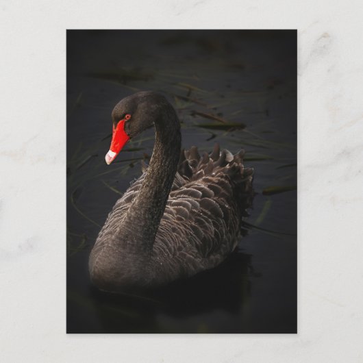 Black Swan Briefkaart (Voorkant)