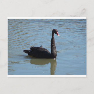 Black Swan Briefkaart