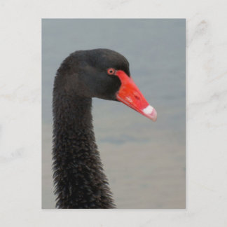 Black Swan Briefkaart