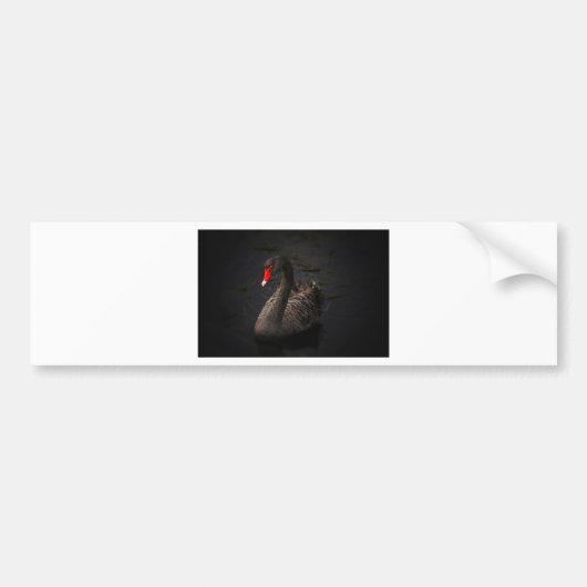 Black Swan Bumpersticker (Voorkant)