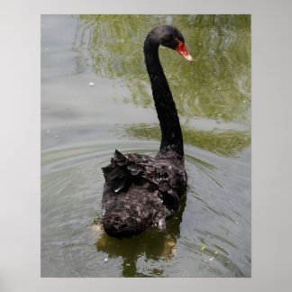 Black Swan in Tranquil Pond Poster