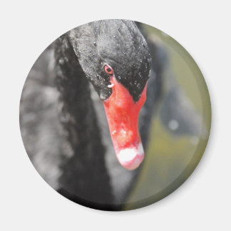 Black Swan Magneet