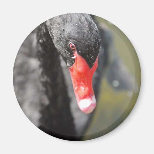 Black Swan Magneet (Voorkant)