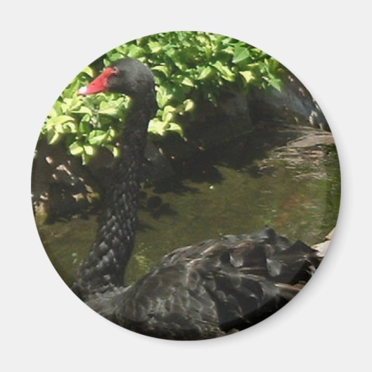 Black Swan Magneet (Voorkant)