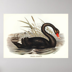 Black Swan  Poster
