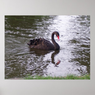 Black Swan Poster
