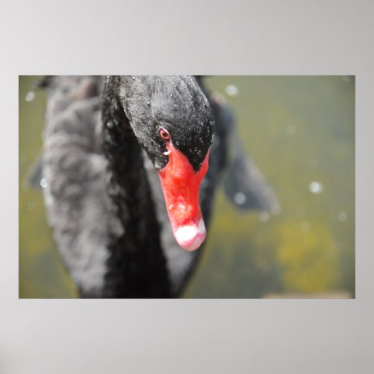 Black Swan Poster (Voorkant)