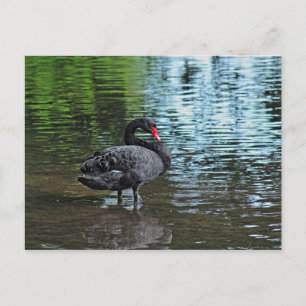 Black Swan. Roath Park Lake, Cardiff, Wales. Briefkaart