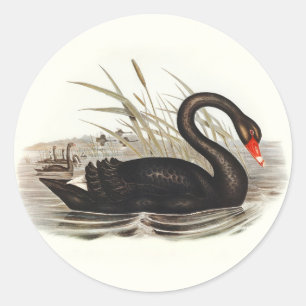 Black Swan  Ronde Sticker