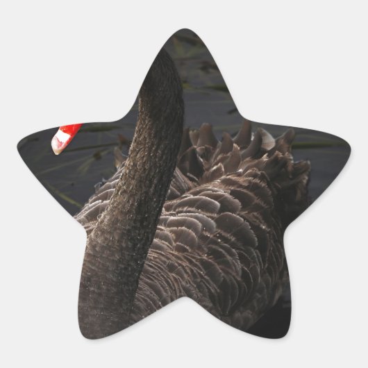 Black Swan Ster Sticker (Voorkant)