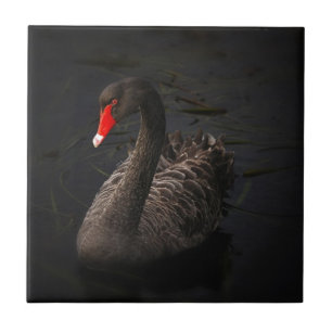 Black Swan Tegeltje