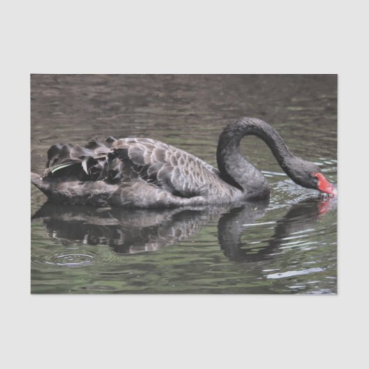 Black Swan Tissuepapier (Voorkant)