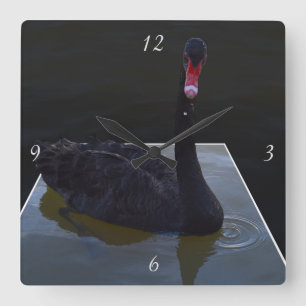 Black Swan zwemt in een dikke band, Vierkante Klok
