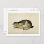 Black-Tailed Hare, John James Audubon Briefkaart (Voorkant / Achterkant)