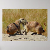 "Black-tailed Prairie Dog Framed Print (Voorkant)
