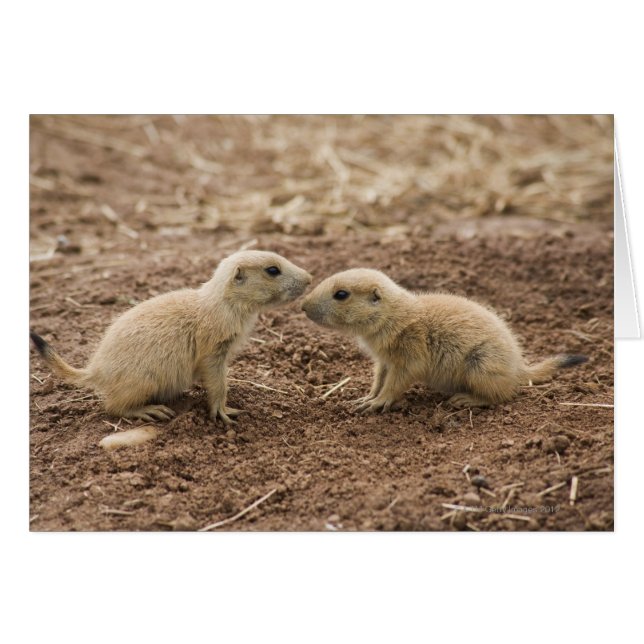 Black Tailed Prarie Marmot (Voorkant Horizontaal)
