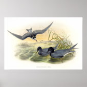 Black Tern Poster (Voorkant)