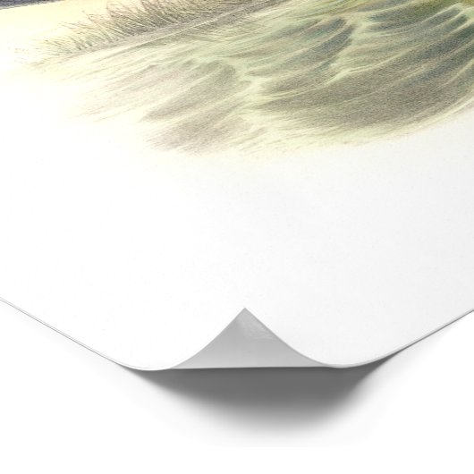 Black Tern Poster (Hoek)